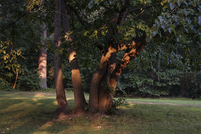 Nature & Landscape — The Painted Hour