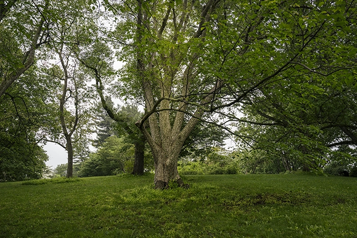 Nature & Landscape — Reaching