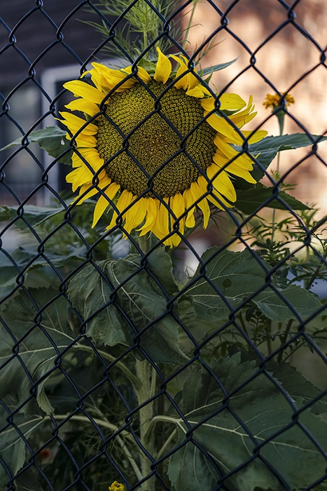 Nature & Landscape — Sunflower Song